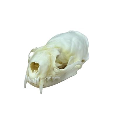 [Generic] Taxidermy Real Animals Mink Skull Skulls, Real Bones Specimen, Taxidermy Supplies for Science Education, Special Gift