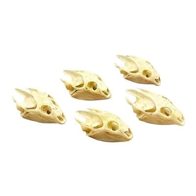 [Generic] Taxidermy Real Animals Soft-shelled Turtle Skulls, Real Bones Specimen, Taxidermy Supplies for Science Education, Special Gift (5)