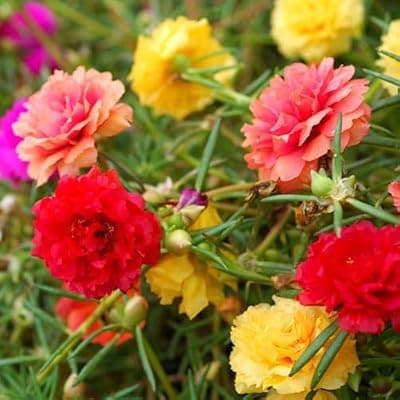 [LUOJIBIE] Moss Rose Seeds, 40,000+ Bulk Flower Seeds for Planting Outdoors(99% Pure Live, Non-GMO), Mixed Colors and Large Blooms, Attracts Pollinators, Easy to Grow