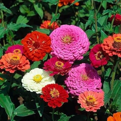 [LUOJIBIE] Zinnia Seeds Bulk 10,000+ | Outdoor Flower for Planting | Zinnia Seeds for 2026 | Mixed Colors & Large Blooms for Gardens| High Germination, Beginner-Friendly & Giftable Packaging
